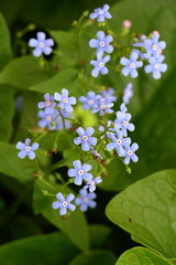 Маленькие голубые цветы на зеленом фоне