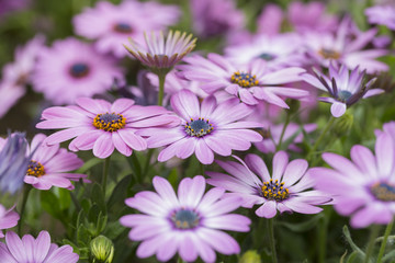 Fototapeta premium Closeup of daisies (cineraria) in gardens.