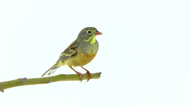 ortolan (Emberiza hortulana) isolated on a white background in studio shot