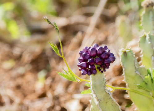 Caralluma Flowering Cactus