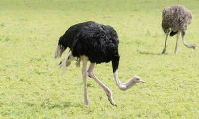 Common Ostrich (Struthio camelus) in Grasslands on the Seregenti in Northern Tanzania