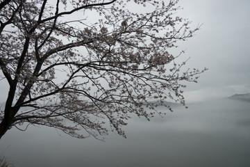 Fototapeta na wymiar 三方五湖　水月湖畔の朝もやにつつまれた桜