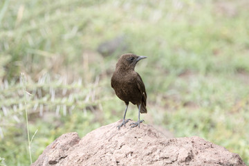 Northern Anteater-Chat (Myrmecocichla aethiops) In Wet Grassy & Rocky Habitat in Northern Tanzania