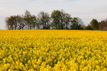 Obraz premium rzepak