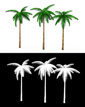 3D rendering of three palm trees on a neutral white background With alpha channel