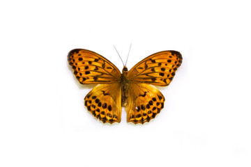Fototapeta na wymiar Leopard. Nymphalid. Beautiful butterfly on a white background. Card. Isolated on white with plenty of room for your text