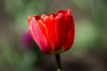 Single red Tulip