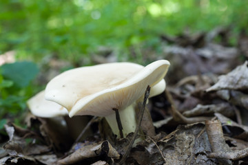 St. George's mushroom on forest ground, visible lamella and curved cap border
