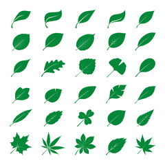 Collection of Green Leaves. Vector Illustration. - obrazy, fototapety, plakaty
