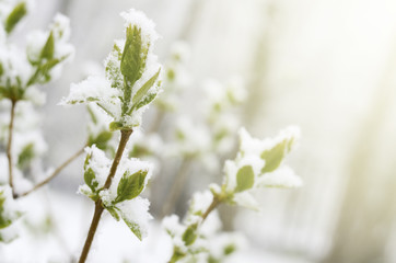 Unexpected snow in april month. Lilac branch with young green leaves covered by spring snow.