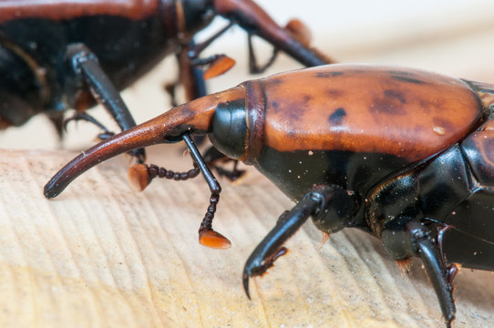 Picudo rojo (Rhynchophorus ferrugineus)