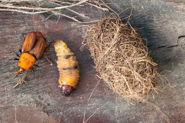 Picudo rojo (Rhynchophorus ferrugineus)