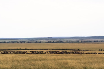 Fototapeta na wymiar Great migration in the Serengeti, Africa