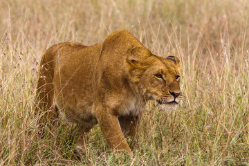 The lioness creeps up to the prey. Africa