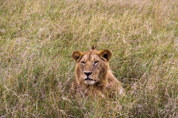 The lion is resting in the thick grass. Kenya, Africa