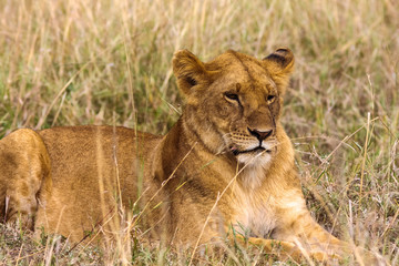 Naklejka na ściany i meble Lioness resting on the grass. Kenya, Africa