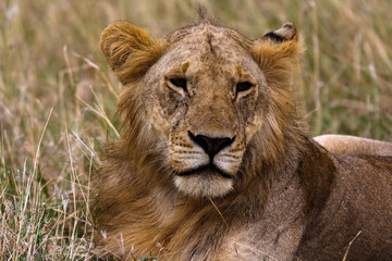 Head of a future king. Kenya, Africa