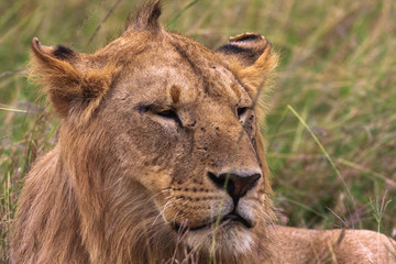 Head of a young lion. Kenya, Africa	
