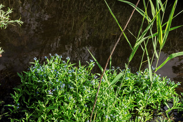 Forget-me-nots near water
