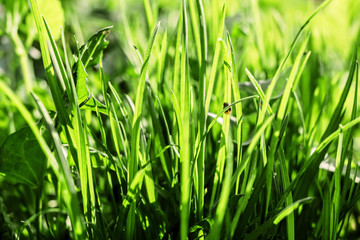 Young green grass
