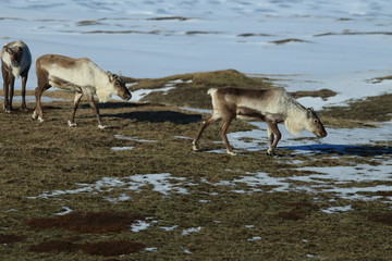 Reindeer, Caribou, Iceland