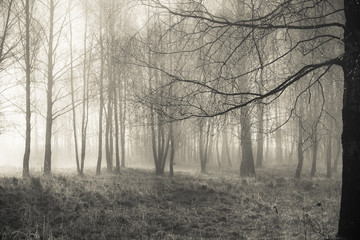 Beautiful view in the forest. Toned