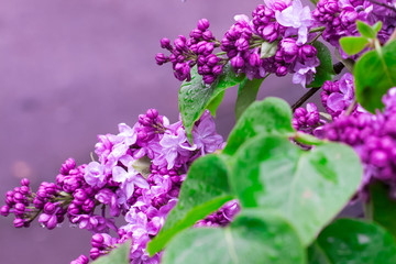 Obraz na płótnie Canvas violet lilac flowers with water drops,