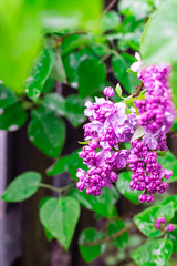 violet lilac flowers with water drops,