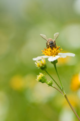 Bee is collecting the nectar from wild daisy.