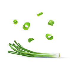Vector realistic colorful illustration of spring onion.