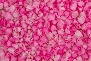 Pink flower petal for design background