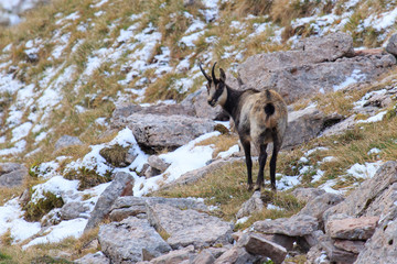 Chamois in Alps