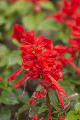 Closeup of red Salvia Splenden flowers in full bloom