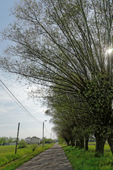 wierzby przy drodze  © ftomasz