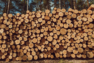 Trees chopped and stacked in forest