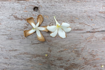 White Plumeria on the old wooden table 