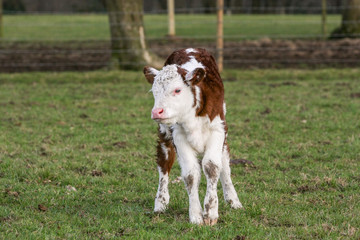 Young calf stood in a field on a British farm