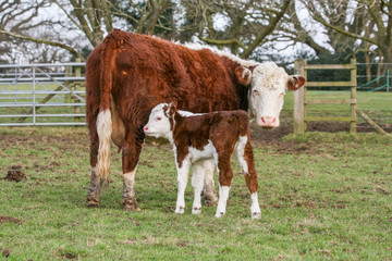 Mother and calf brown cow standing together in a field on a British farm