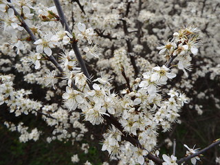 Sloe flower, Blackthorn flowers in spring,(Prunus spinosa)