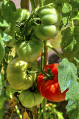 Fresh tomato plant closeup