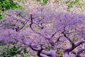 Purple violet painted tree detail