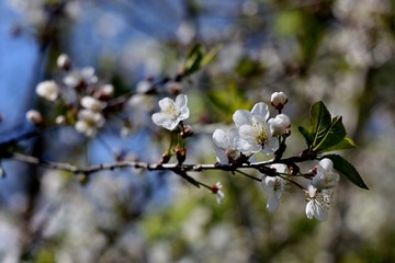 White flowers of blooming tree cherry. Spring colors on textured background