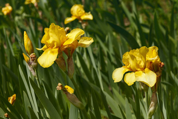 Beautiful blooming yellow iris flower in the garden