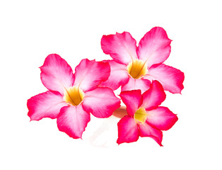  Tropical flower Pink Adenium. Desert rose on isolated white background