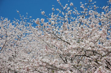 満開の桜と青空