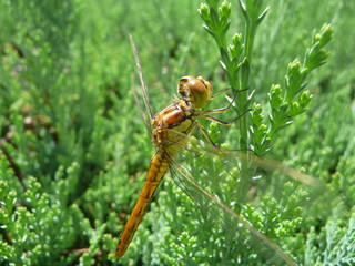 Heidelibelle