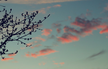 Twigs of a tree on sunset background. Vintage