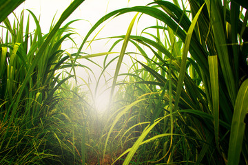 Sugarcane field in blue sky with white sun ray