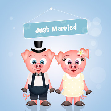 Marriage of pigs