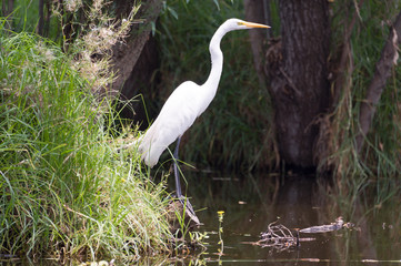 Egret in the Xochimilco canals